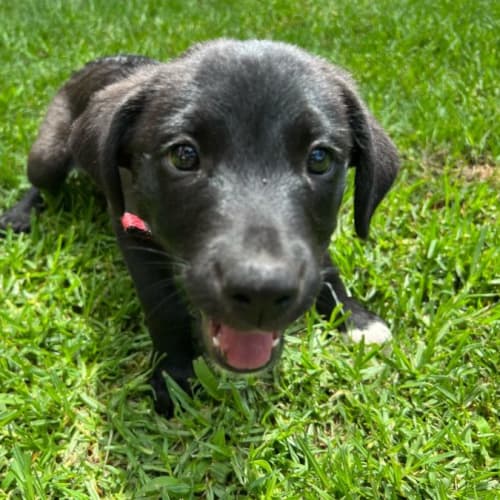 Willow - 11 Week Old Border Collie (On Trial)