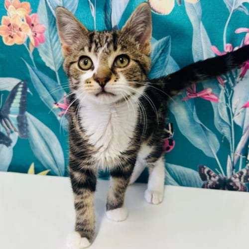 Comet - Located in Preston