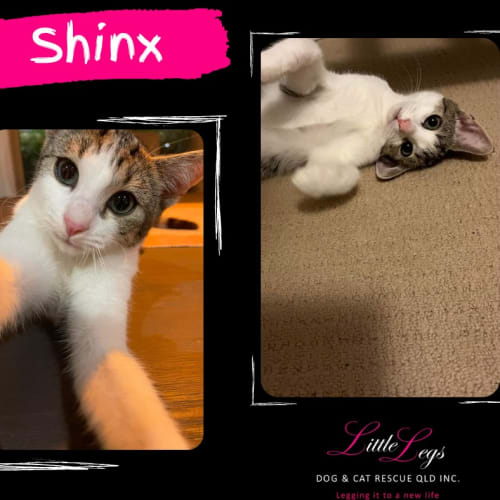 Shinx