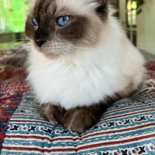 Portia