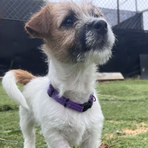 Daphne