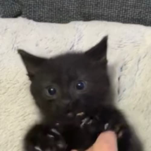 Baby Biscuit