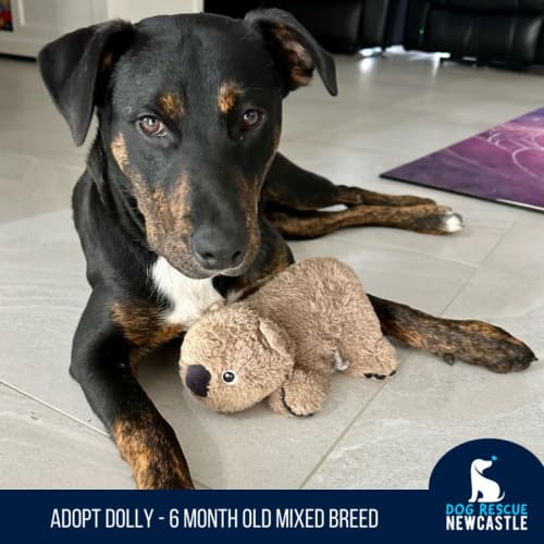 Dolly - 6 Month Old Mixed Breed (On Trial)