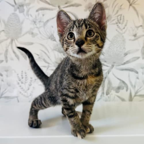 Freya - Located in Preston