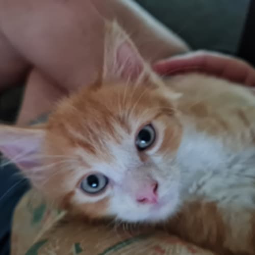Monty