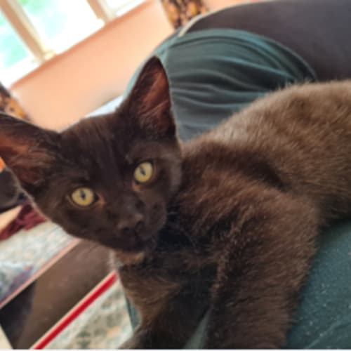 Jiji