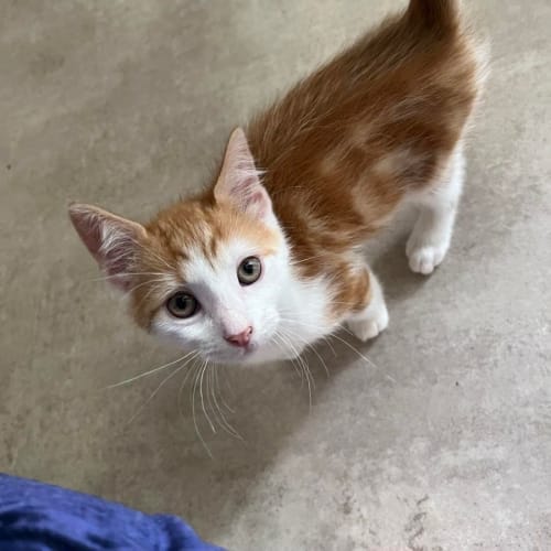 Cinnamon