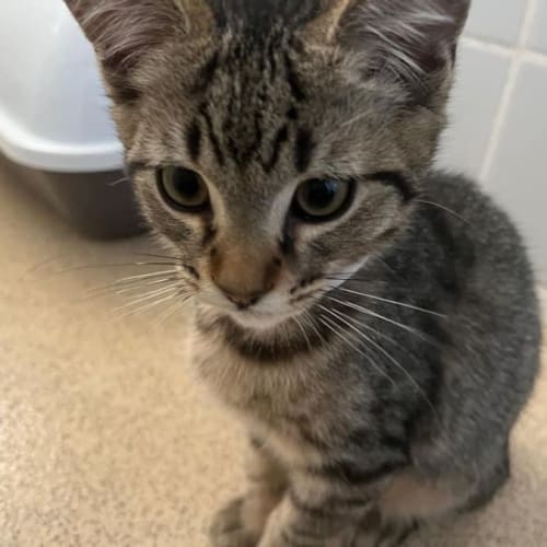 Jimmy ~ Adopt me @ Petstock Mornington 😻