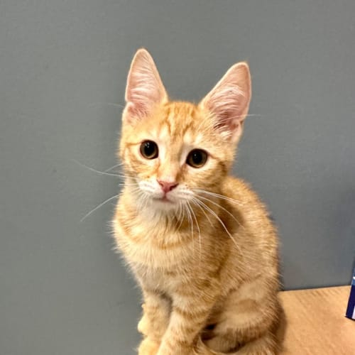 Ash ~ Adopt me @ Petstock Keysborough 