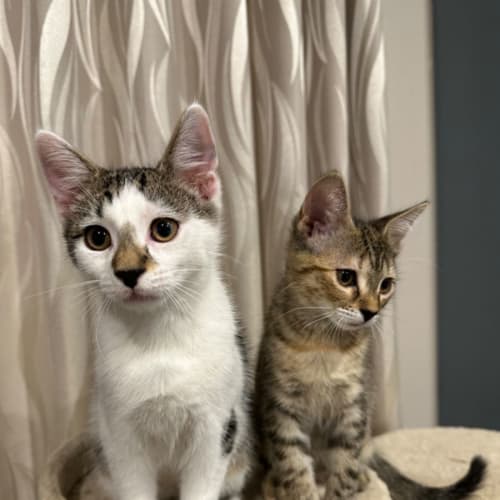Olive (Ollie Boy)~ Adopt me @Petstock  Keysborough