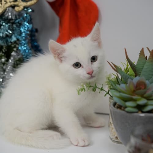 Suki