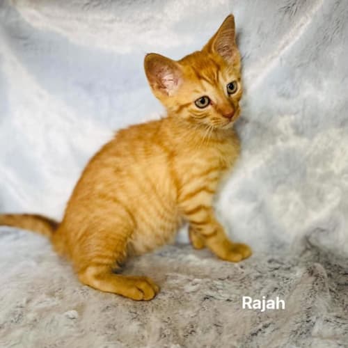 Rajah