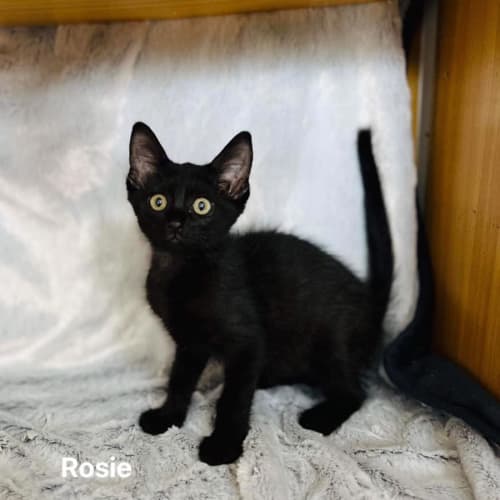 Rosie