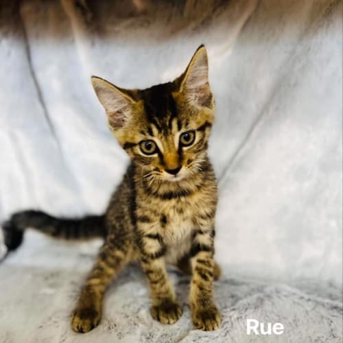 Rue