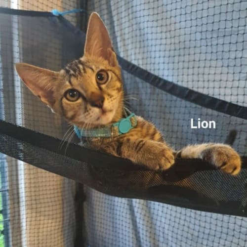 Lion