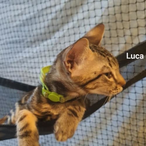Luca