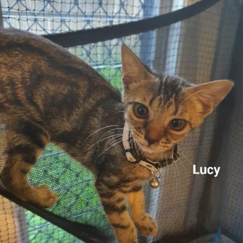 Lucy