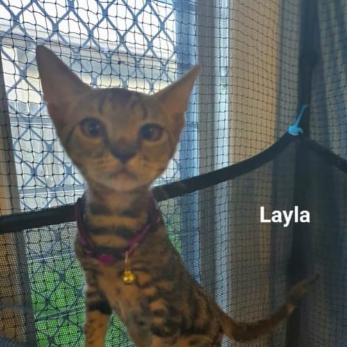 Layla