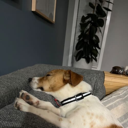 Buddy
