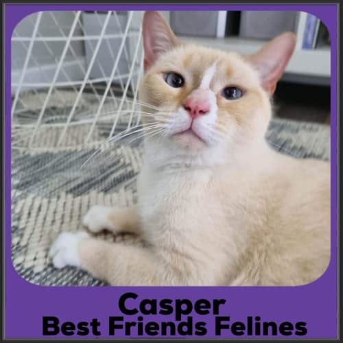 Casper 