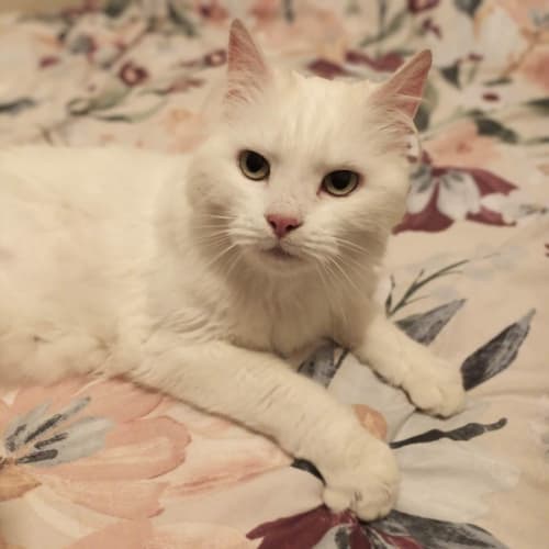 Harriet