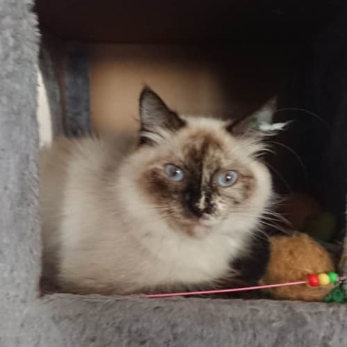 Sandy **2nd Chance Cat Rescue**