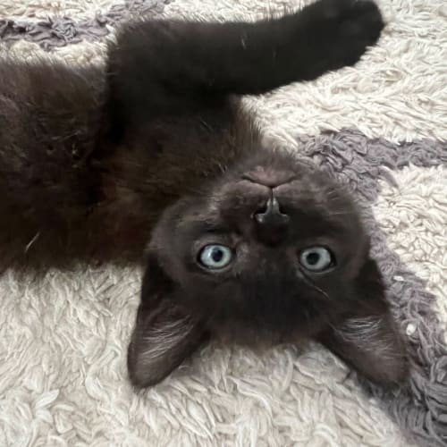 Parker (aka Spider-Man) 🕸️