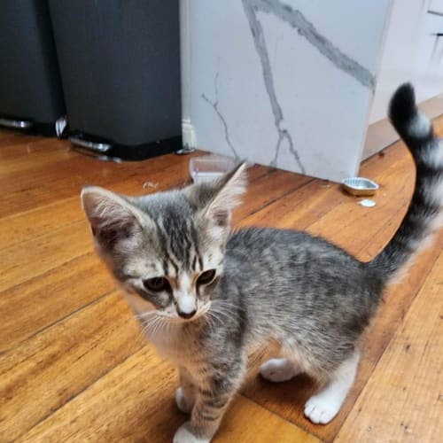 Snowy ~ Meet me @ Petstock Keysborough 12/2/23
