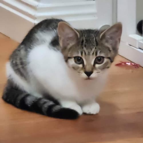 Tigga ~ Meet me @ Petstock Keysborough 12/2/23