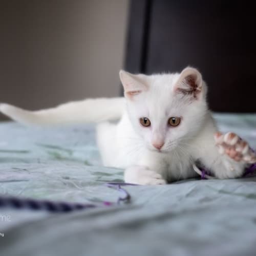 Daemon **2nd Chance Cat Rescue**