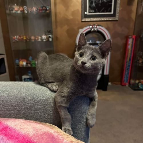 Jax