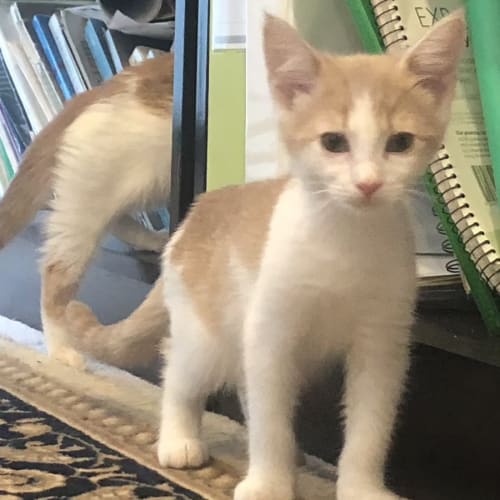 Peanut - Located in Northcote