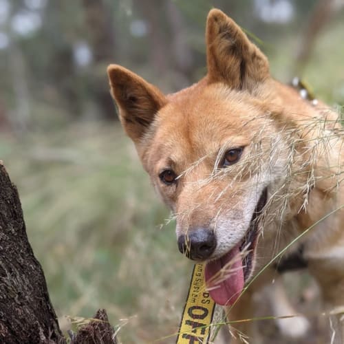 Rocky - Dingo