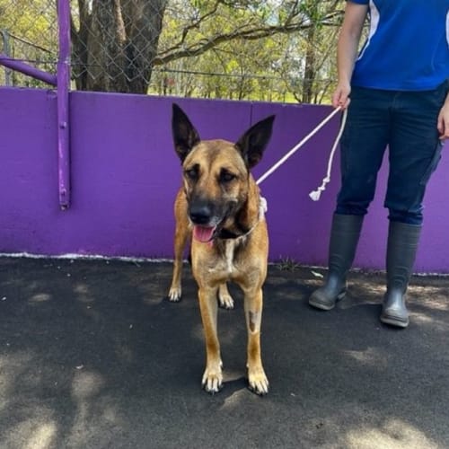 Penny (IMP No. 2175)