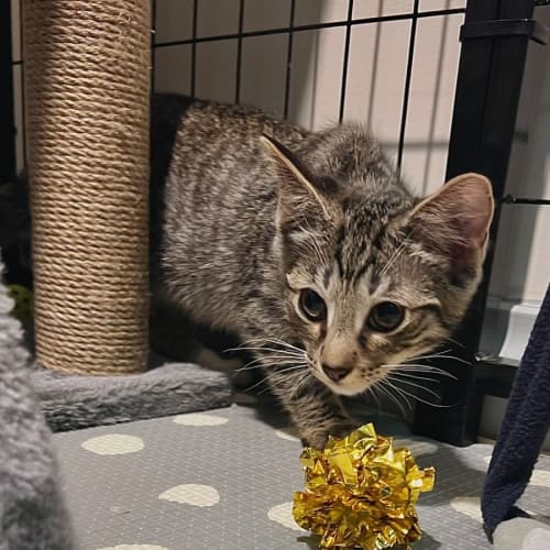 Azazel **2nd Chance Cat Rescue**