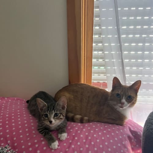 Ollie **2nd Chance Cat Rescue**