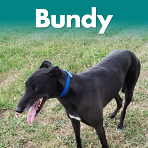 Bundy