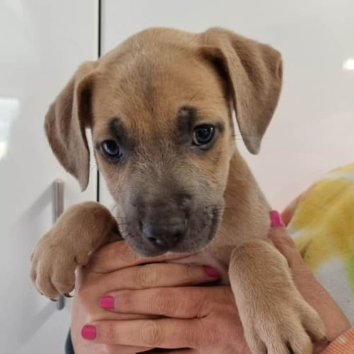 Lola - NSW