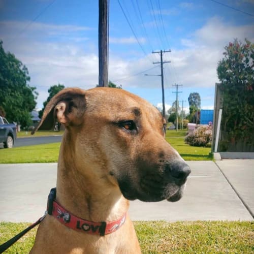 Indi