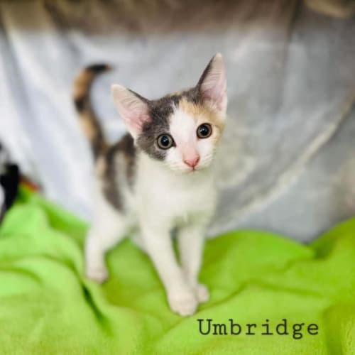 Umbridge