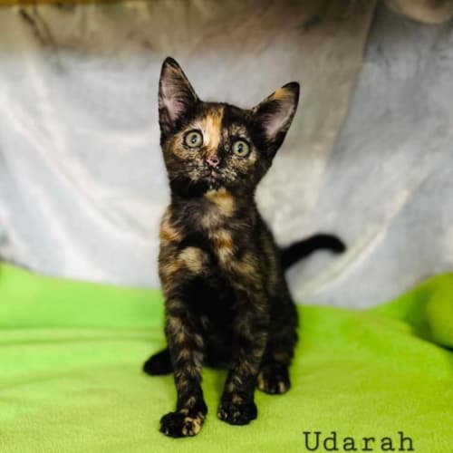 Udarah
