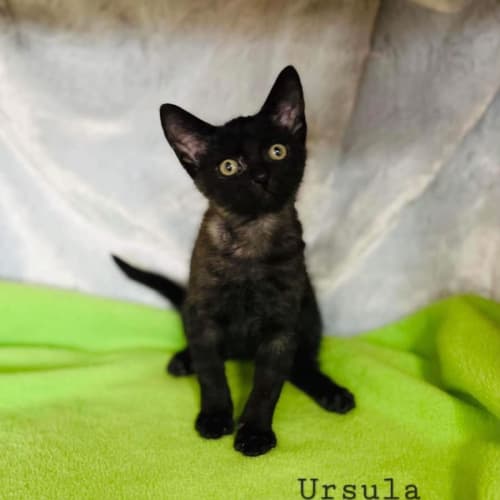 Ursula