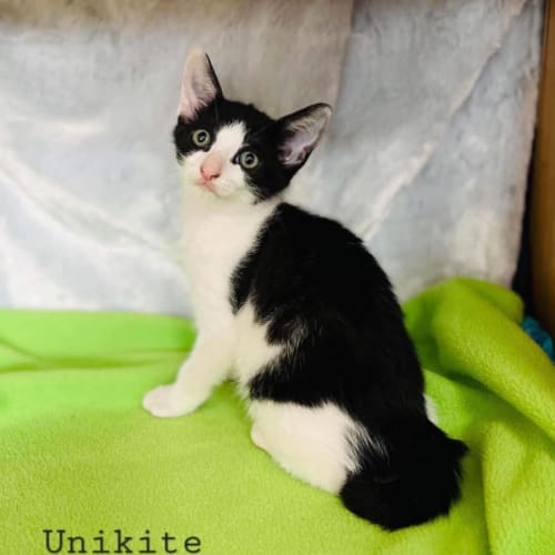Unikite