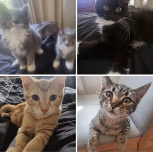 Kittens 