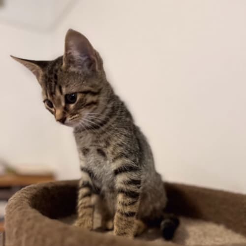 Liam - Located in Preston