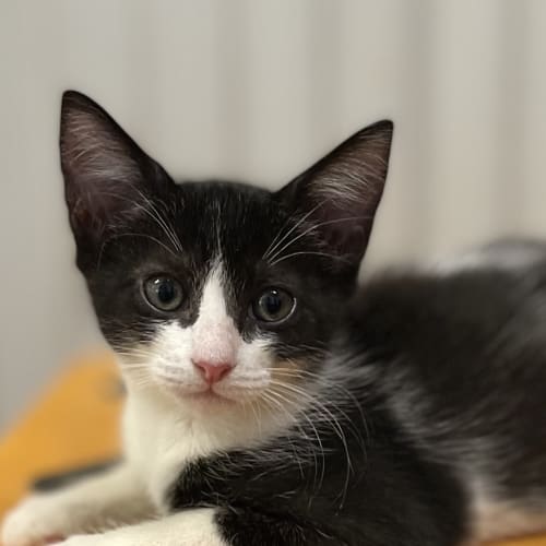 Maya