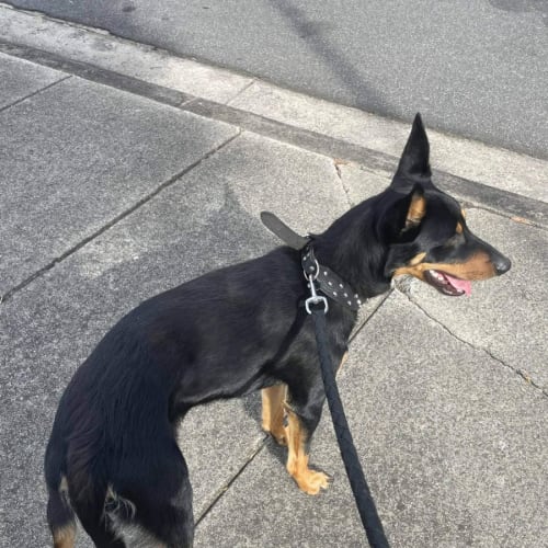 Jax