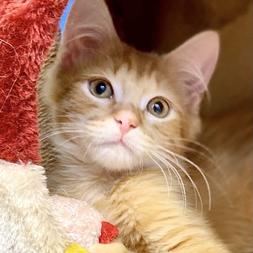 Ginger Meggs