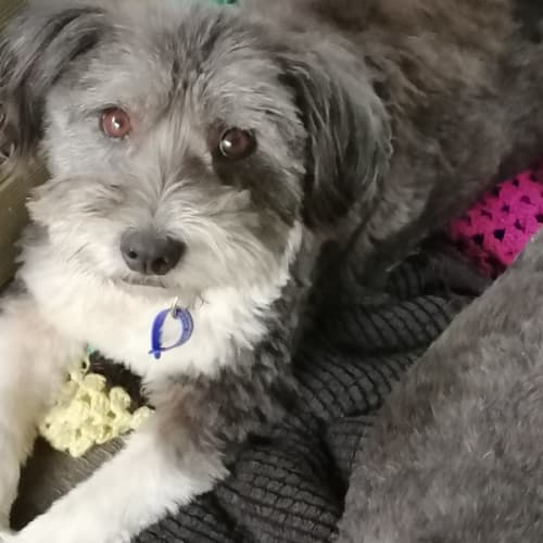 Bonnie & Joey - Shih Tzu X (On Trial)