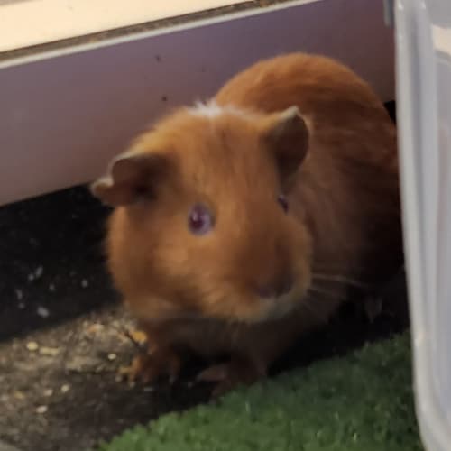 Rogelio